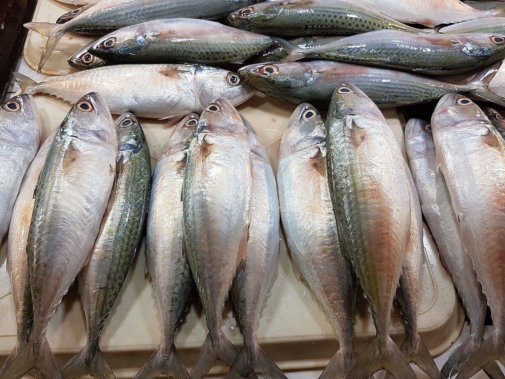 Sarden vs Tuna: Mana Lebih Sehat untuk Tubuh?
